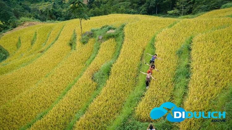 93411713_1568360739995213_9187981038184300544_o Hoàng Su Phì Hà Giang, những nấc thang lên thiên đường