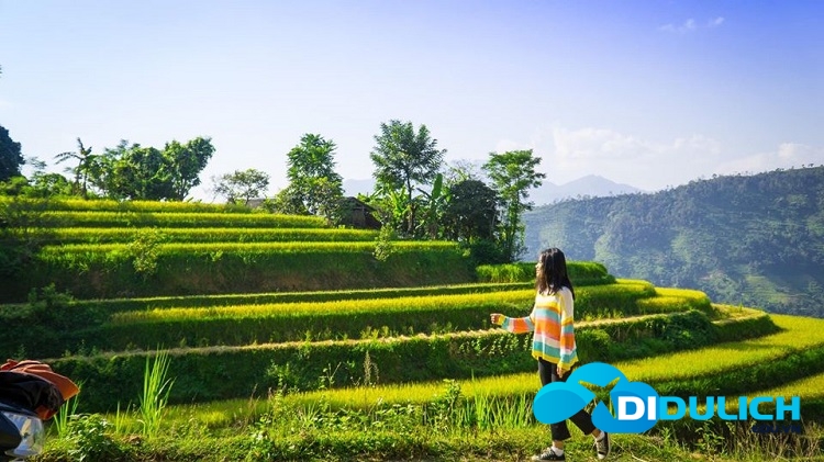 94037271_1568360823328538_5651559070360928256_o Hoàng Su Phì Hà Giang, những nấc thang lên thiên đường