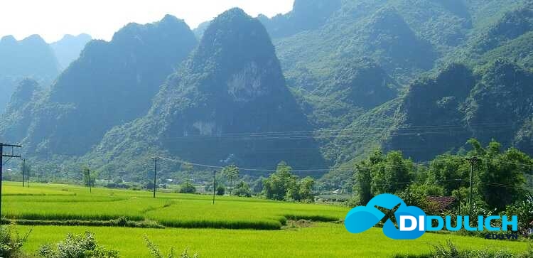 ai-chi-lang-19_optimized cánh đồng lúa bạt ngàn