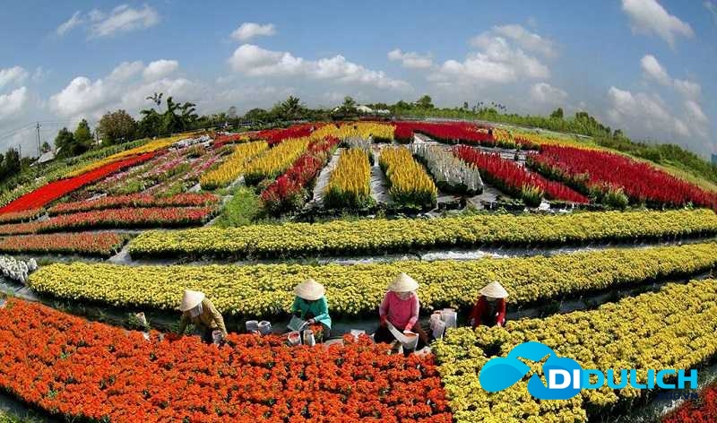 camnhi-181117031111-lang-hoa-sa-dec khu du lịch Cánh đồng hoa hồng Sa Đéc