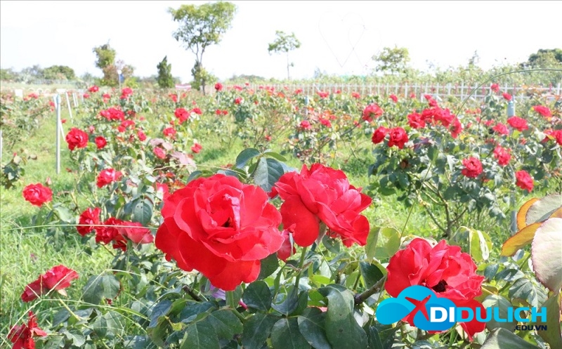 canh-dong-hoa-hong-2 khu du lịch Cánh đồng hoa hồng Sa Đéc