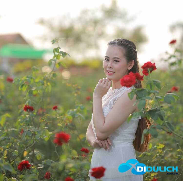 canh-dong-hoa-hong-sa-dec-1_optimized-1 Cánh đồng hoa hồng Sa Đéc