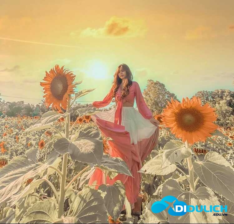 canh-dong-hoa-huong-duong-10_optimized Cánh đồng hoa hướng dương