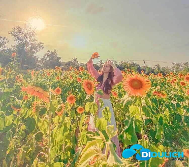 canh-dong-hoa-huong-duong-11_optimized Cánh đồng hoa hướng dương