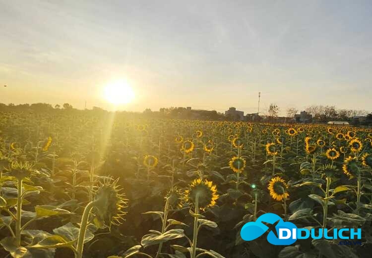 canh-dong-hoa-huong-duong-13_optimized Cánh đồng hoa hướng dương