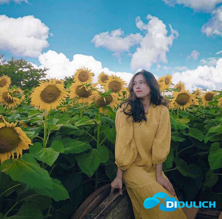 canh-dong-hoa-huong-duong-17_optimized-1 Cánh đồng hoa hướng dương