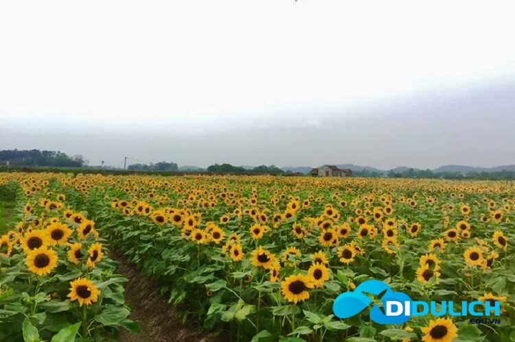 canh-dong-hoa-huong-duong-1_optimized Cánh đồng hoa hướng dương