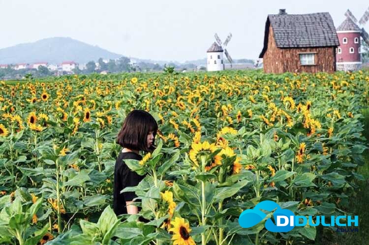 canh-dong-hoa-huong-duong-2_optimized Cánh đồng hoa hướng dương