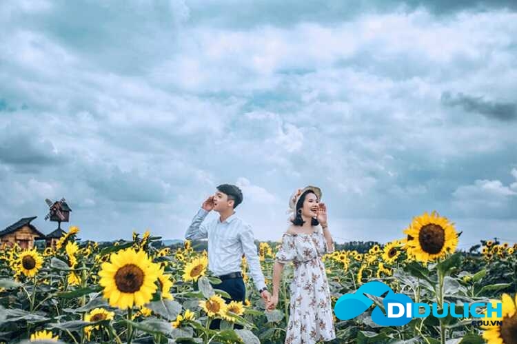 canh-dong-hoa-huong-duong-3_optimized Cánh đồng hoa hướng dương
