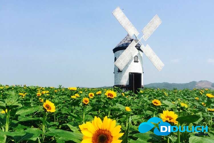 canh-dong-hoa-huong-duong-4_optimized Cánh đồng hoa hướng dương