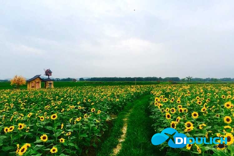 canh-dong-hoa-huong-duong-5_optimized Cánh đồng hoa hướng dương