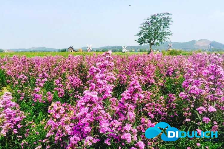 canh-dong-hoa-huong-duong-6_optimized Cánh đồng hoa hướng dương