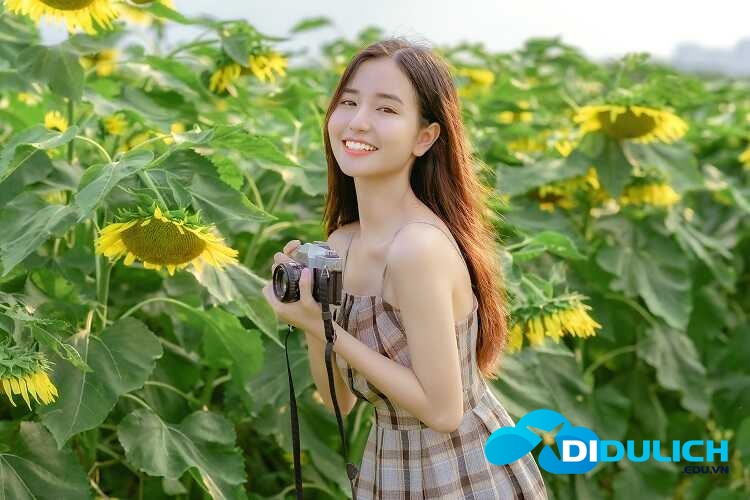 canh-dong-hoa-huong-duong-8_optimized Cánh đồng hoa hướng dương