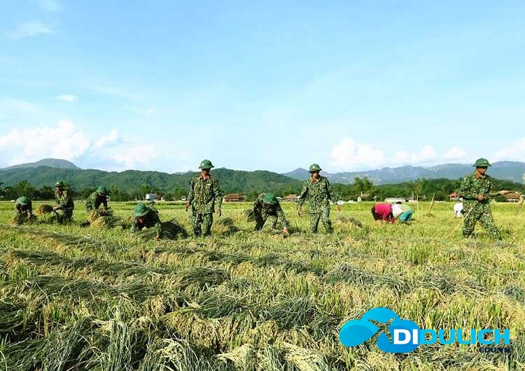 canh-dong-muong-thanh-2_optimized-1 Bộ đội thu hoạch cánh đồng mường thanh
