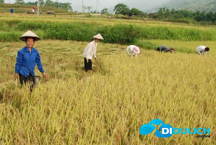 canh-dong-muong-thanh-3_optimized cánh đồng mường thanh chín vàng