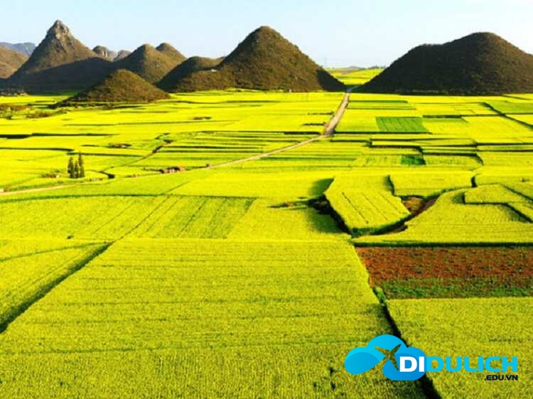 canh-dong-muong-thanh_optimized cánh đồng mường thanh