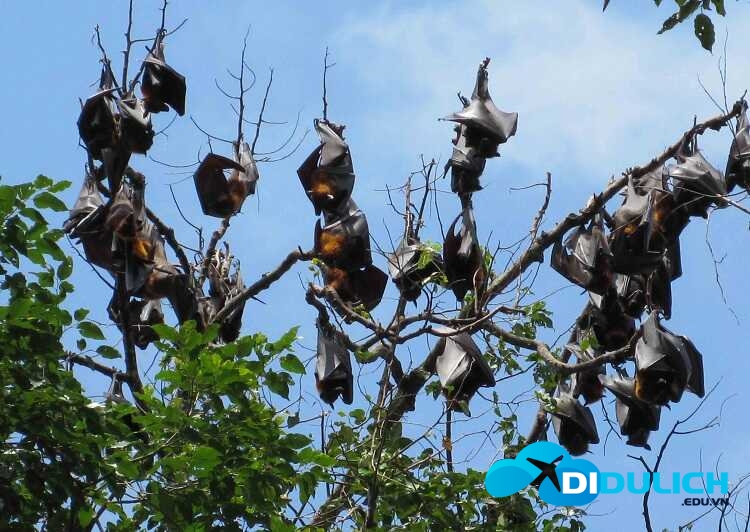 chua-doi-soc-trang-7 dơi