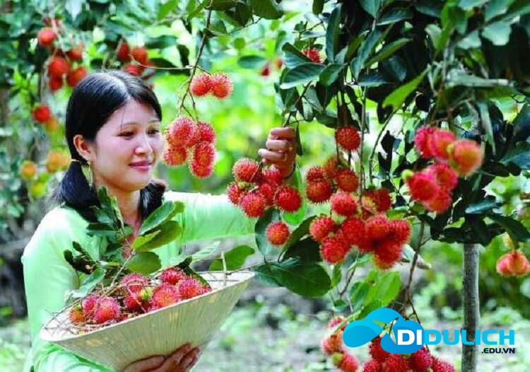 cu-lao-tan-quy-5_optimized cảnh đẹp vườn trái cây