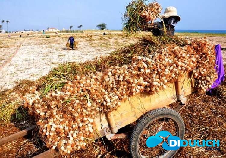 dao-ly-son-2_optimized Đảo Lý Sơn Tỉnh Quảng Ngãi