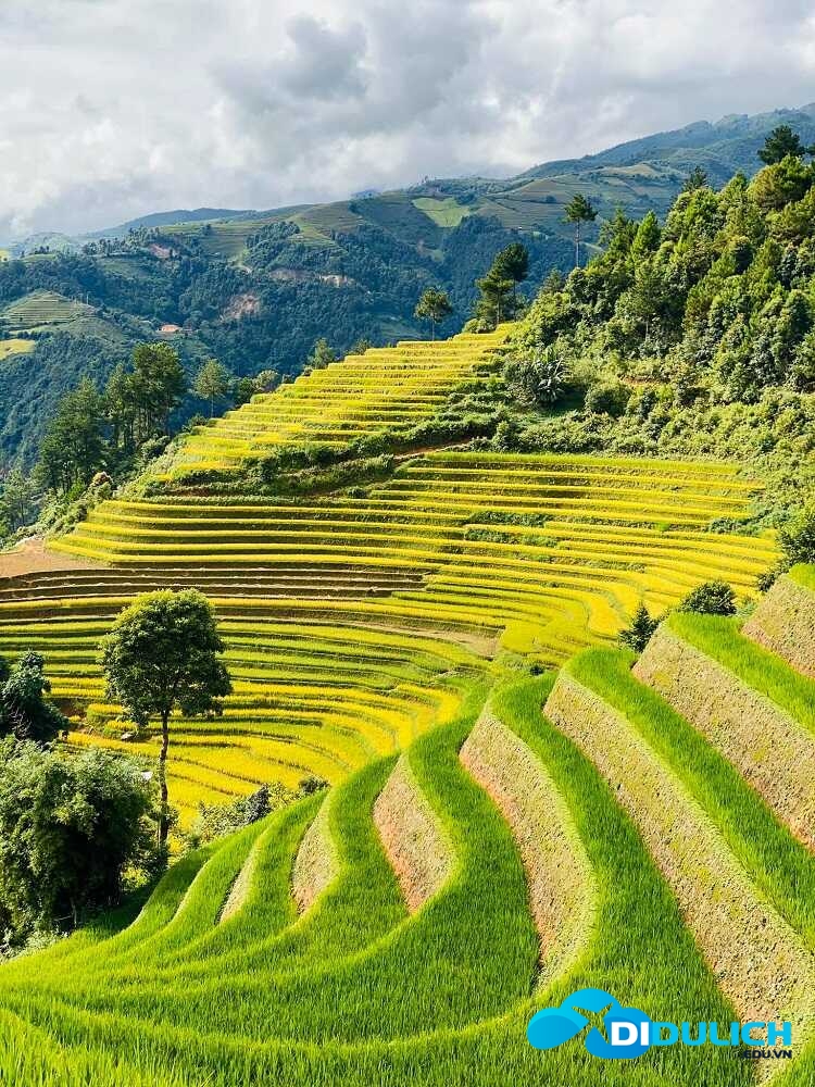 deo-khau-pha-6_optimized đồng lúa chín vàng