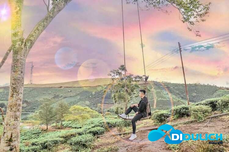doi-che-cau-dat-1-1_optimized đồi chè Cầu Đất
