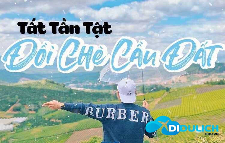 doi-che-cau-dat-1-4_optimized-1 đồi chè Cầu Đất