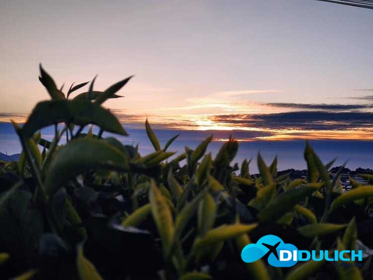 doi-che-cau-dat-11_optimized đồi chè Cầu Đất