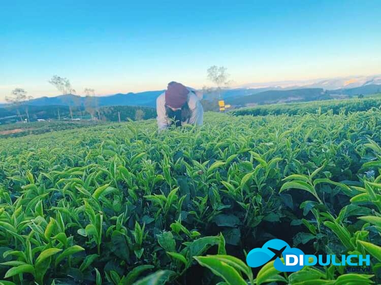 doi-che-cau-dat-12_optimized đồi chè Cầu Đất
