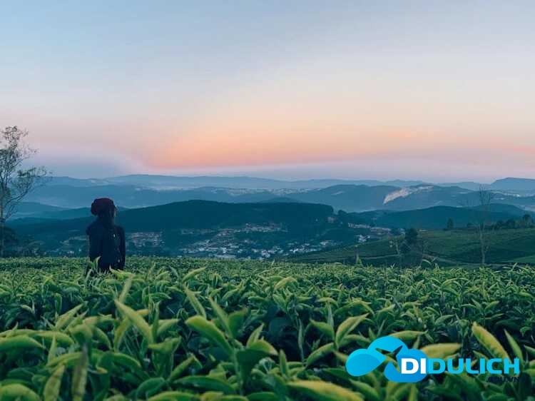 doi-che-cau-dat-13_optimized đồi chè Cầu Đất