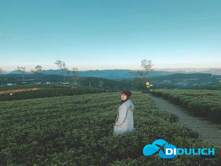 doi-che-cau-dat-1_optimized đồi chè Cầu Đất