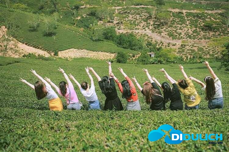 doi-che-cau-dat-5_optimized đồi chè Cầu Đất