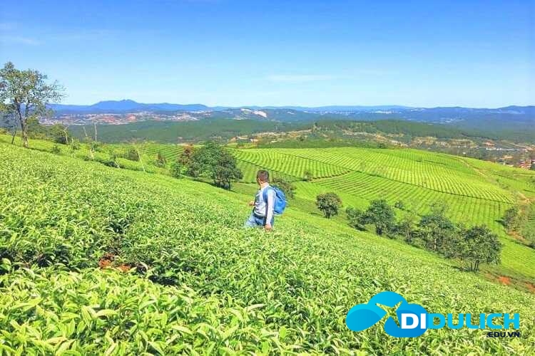 doi-che-cau-dat-6_optimized đồi chè Cầu Đất