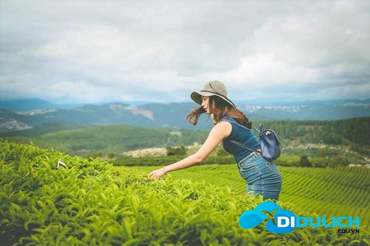 doi-che-cau-dat-7_optimized đồi chè Cầu Đất