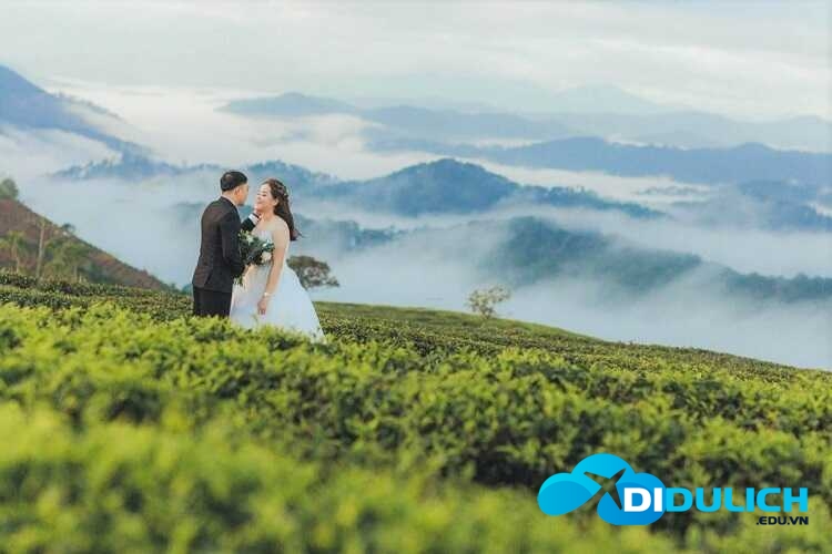 doi-che-cau-dat-8_optimized đồi chè Cầu Đất