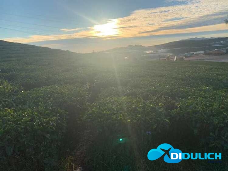 doi-che-cau-dat-9_optimized đồi chè Cầu Đất