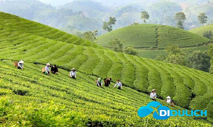 doi-che-long-coc-16_optimized đồi chè long cốc