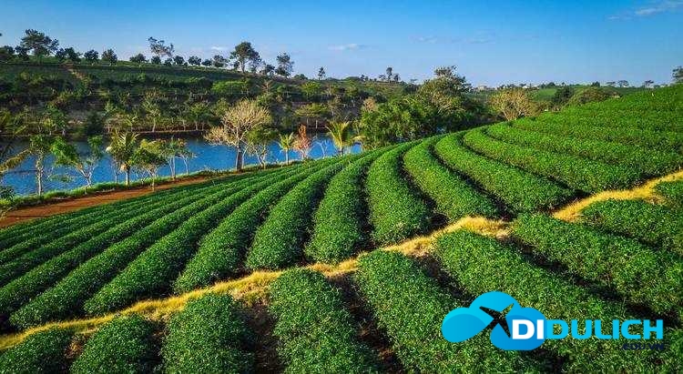 doi-che-tam-chau-1 Đồi chè Tâm Châu, điểm du lịch check in nổi tiếng của Bảo Lộc