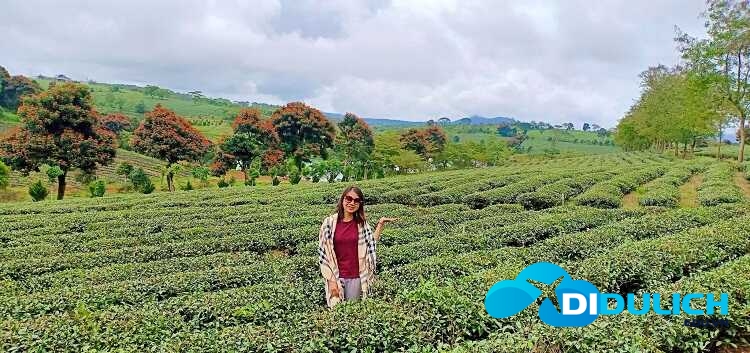 doi-che-tam-chau-11_optimized Đồi chè Tâm Châu