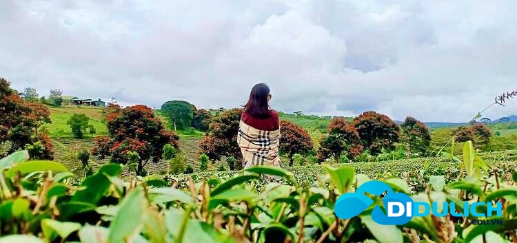 doi-che-tam-chau-12_optimized Đồi chè Tâm Châu