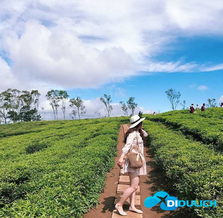 doi-che-tam-chau-2 Đồi chè Tâm Châu, điểm du lịch check in nổi tiếng của Bảo Lộc