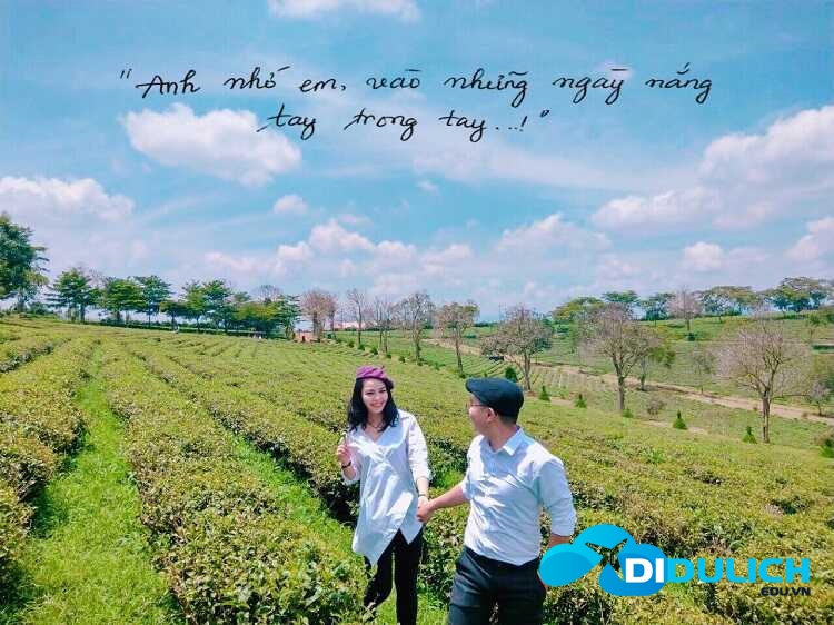doi-che-tam-chau-3_optimized-1 Đồi chè Tâm Châu