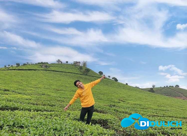 doi-che-tam-chau-4 Đồi chè Tâm Châu, điểm du lịch check in nổi tiếng của Bảo Lộc