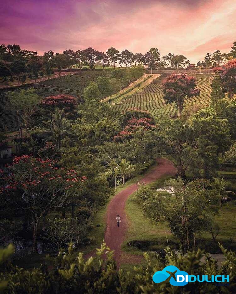 doi-che-tam-chau-4_optimized Đồi chè Tâm Châu