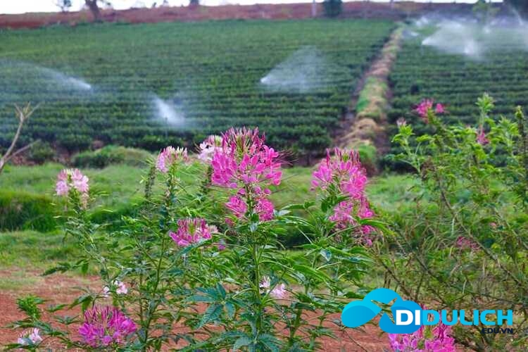 doi-che-tam-chau-5_optimized Đồi chè Tâm Châu