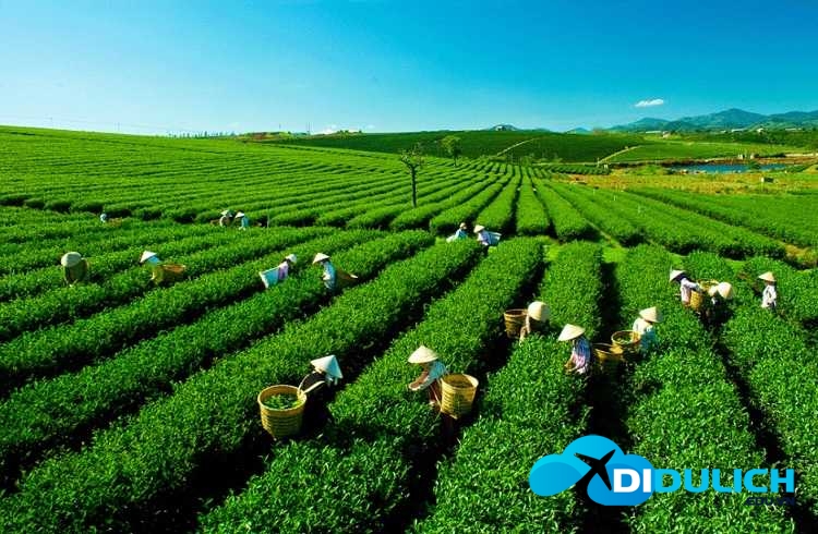 doi-che-tam-chau-6 Đồi chè Tâm Châu, điểm du lịch check in nổi tiếng của Bảo Lộc