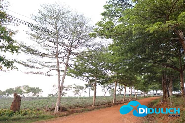 doi-che-tam-chau-6_optimized Đồi chè Tâm Châu