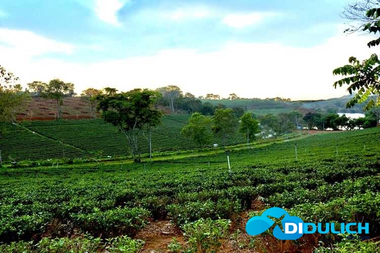 doi-che-tam-chau-8_optimized Đồi chè Tâm Châu