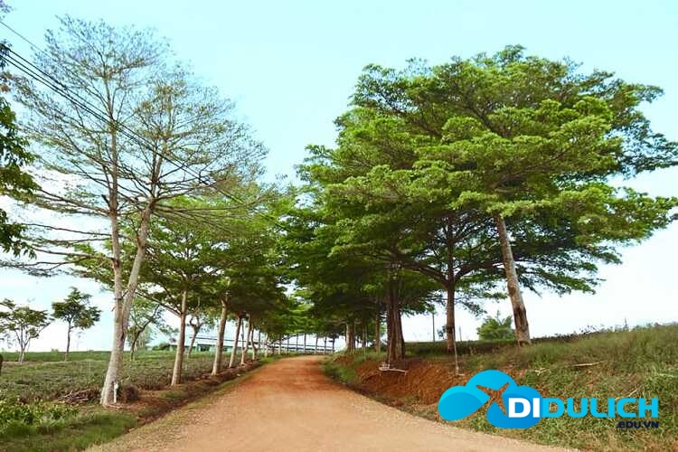 doi-che-tam-chau-9_optimized Đồi chè Tâm Châu