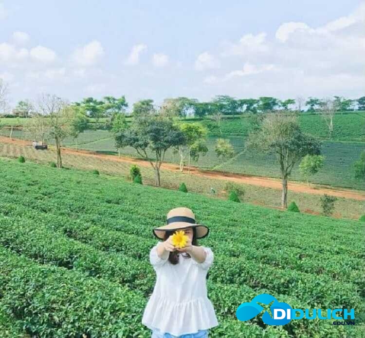 doi-che-tam-chau Đồi chè tâm châu