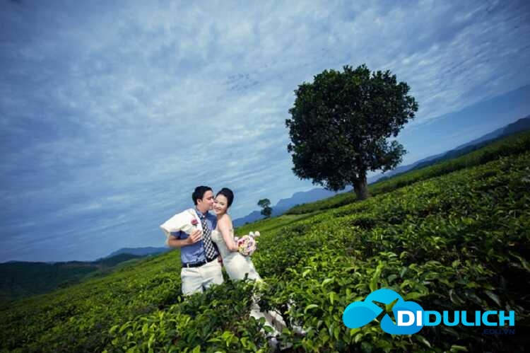 doi-che-tan-uyen-1-1 Đồi Chè Tân Uyên